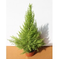 Кипарис (Cupressus macrocarpa)