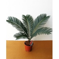 Цикас, саговая пальма (Cycas)