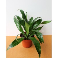 Драцена деремская Green Jewel