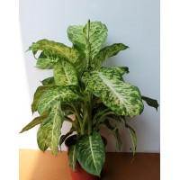 Диффенбахия (Dieffenbachia)