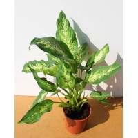 Диффенбахия компакта (Dieffenbachia)