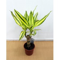 Dracaena fragrance Yellow Coast