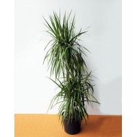 Драцена маргината 3 ств.  (Dracaena marginata)