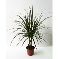 Драцена Маргіната (Dracaena marginata)
