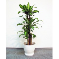 Dracaena Massangeana 3 barrel