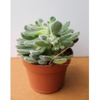 Ехеверія, Кам'яна троянда (Echeveria)