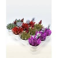 Эхеверия Миранда (Echeveria miranda)