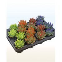 Ехеверія Рейнбоу, кольорові (Echeveria)