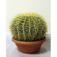 Ехінокактус грузона великий (Echinocactus Grusonii)