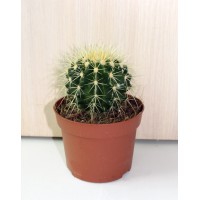 Ехінокактус Грузона (Echinocactus Grusonii)