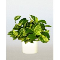 Епіпремнум золотистий (Epipremnum aureum)