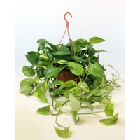 Эпипремнум перистый (Epipremnum pinnatum)