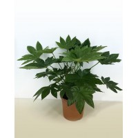 Фатсія (Fatsia)