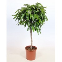 Фікус Амстел Кінг (Ficus amstel king)