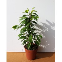 Фікус Бенджаміна (Ficus Benjamina)