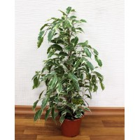 Фикус Бенджамина микс (Ficus benjamina)