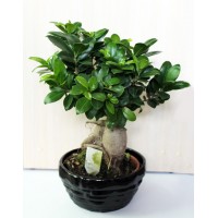 Фікус Гінсенг (Ficus microcarpa ginseng)