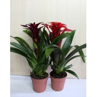 Гузмания (Guzmania)