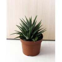 Хавортія (Haworthia)