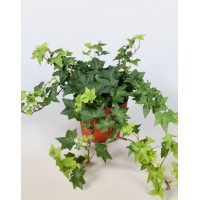 Хедера, Плющ (Hedera helix)