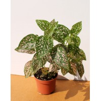 Гіпоестес (Hypoestes)