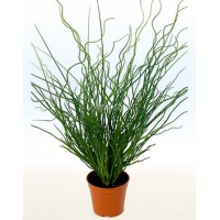 Джункус, Юнкус (Juncus)