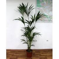 Ховея, Кентія (Howea)