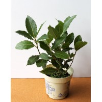 Лавр благородний (Laurus nobilis)
