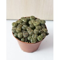 Литопсы, Живые камни (Lithops)