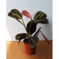 Маранта Триколор (Maranta)