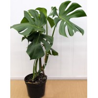 Монстера, ліана (Monstera)