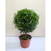 Мирт, Миртовое дерево (Myrtus)