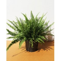 Нефролепис (Nephrolepis)