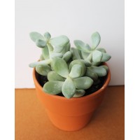 Пахифитум (Pachyphytum)