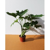 Філодендрон (Philodendron)