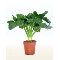 Филодендрон Атом (Filodendron Atom)