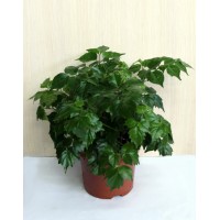 Радермахера китайська (Radermachera chinensis)