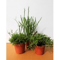 Ripsalis (Rhipsalis)