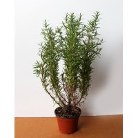 Розмарин Голландія (Rosmarinus officinalis)