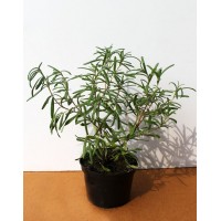 Розмарин Украина (Rosmarinus officinalis)