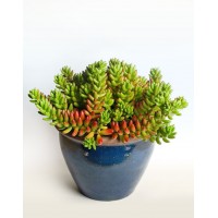 Седум, Очиток (Sedum)