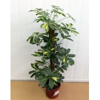 Шеффлера (Schefflera)