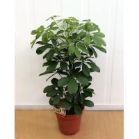 Шеффлера "Нора" (Schefflera)