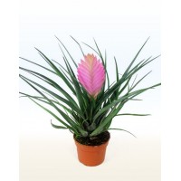 Тилландсия синяя (Tillandsia cyanea)