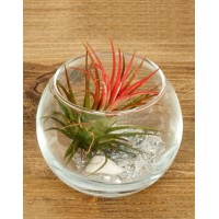 Тилландсия в вазе (Tillandsia)