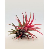 Тілландсія Іонанта (Tillandsia ionantha)