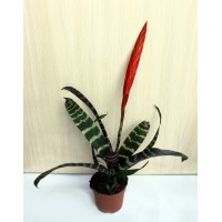 Вриезия прекрасная (Vriesea splendens)