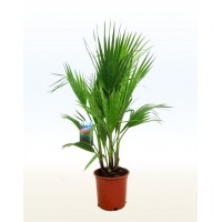Вашингтонія, пальма (Washingtonia)