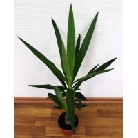 Юкка слоновая, 1 ств. (Yucca elephantipes)