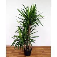 Yucca elephant 3 st.